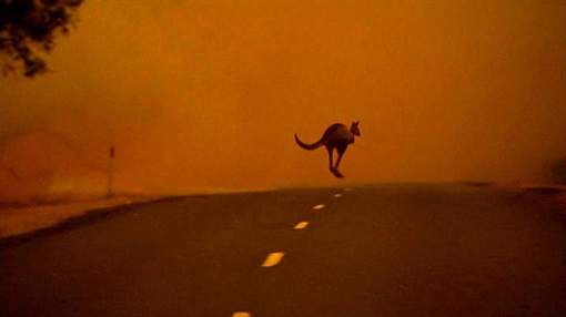 Kangourou sur une route fuyant les incendies en Australie