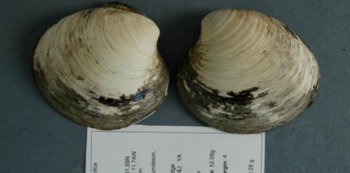 Coquillage Arctica islandicas