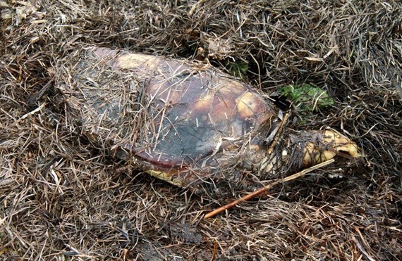 35 tortues retrouvées mortes dans le nord de l'Italie