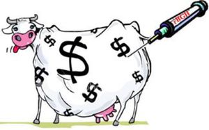 Caricature vache aux hormones