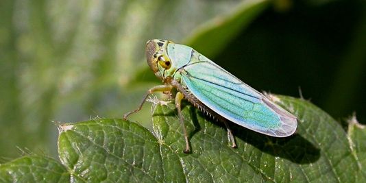 La-cicadelle-insecte-vecteur-de-la-flavescence