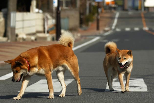 Chiens