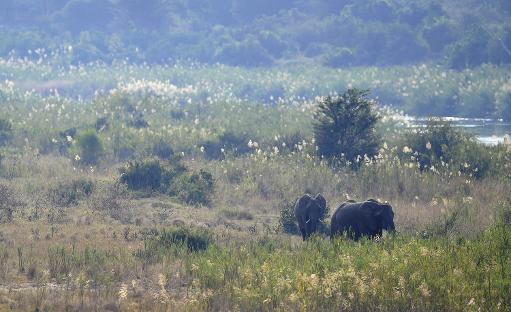 Des éléphants dans le parc Krueger en Afrique du Sud - See more at: http://www.goodplanet.info/actualite/2014/01/08/afrique-du-sud-une-riviere-du-parc-kruger-massivement-polluee-par-une-mine/?utm_source=rss&utm_medium=rss&utm_campaign=afrique-du-sud-une-r