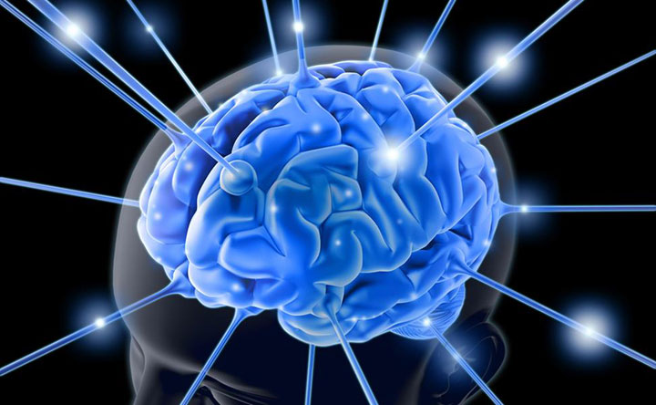 brain