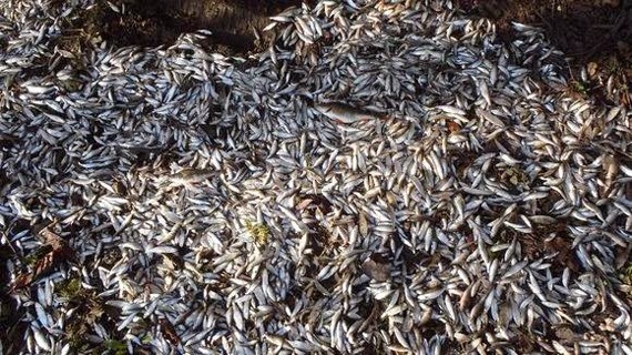 Milliers poissons morts Tamise