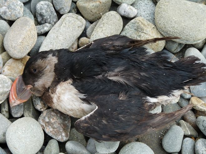 Oiseau mort tempête Bretagne