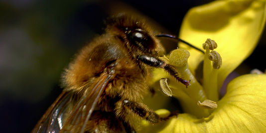 bee