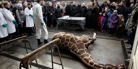 Ce girafon a été euthanasié dimanche 9 février au zoo de Copenhague. 