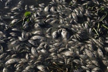 hécatombe de poissons morts Brésil