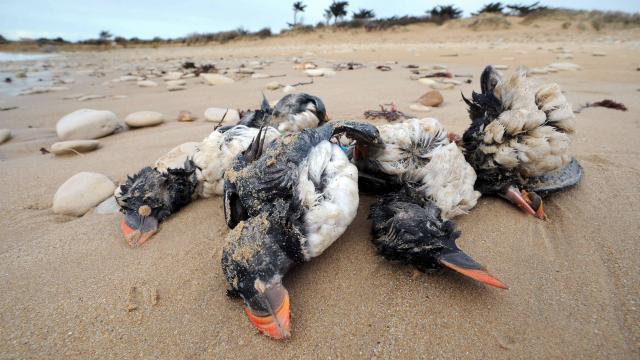 PLus de 20.000 oiseaux morts France