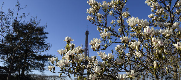 Record chaleur France - Floraison arbres Paris 9 mars 2014