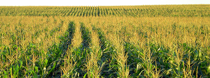 field, corn