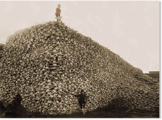 Un colon sur des crânes de bisons américains.