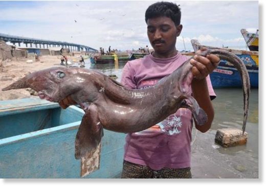 Deepsea_fish_India.jpg