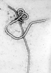fr virus ebola